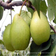 Fresh pear from Shandong